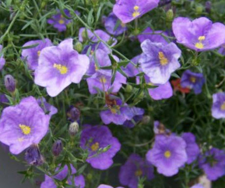 คัพฟลาวเวอร์ม่วง (Cupflower Purple Robe) / 1,300 เม็ด (UK)