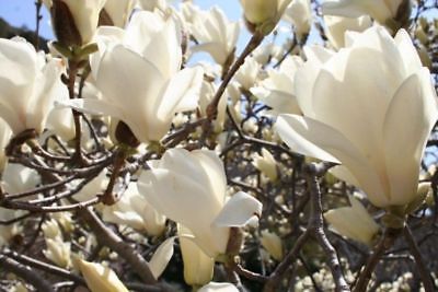แม็กโนเลีย ยูหลาน (Magnolia Yulan) สีขาว / 5 เม็ด