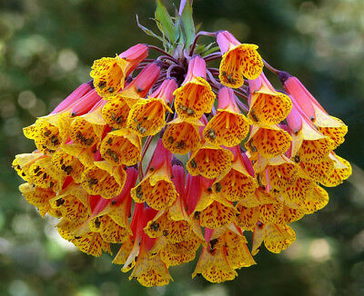 อัลสโตรมีเลียเลื้อย (Climbing Alstroemeria) / 5 เม็ด (Australia)