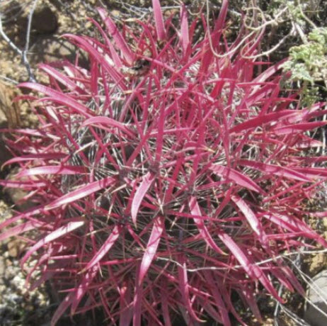เฟอโรแคคตัส แกลซิลิส หรือแคคตัสแดง (Ferocactus Glacilis) / 15 เม็ด (Spain)