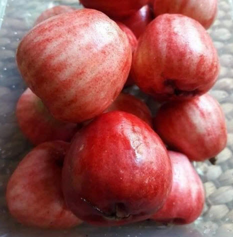 ต้นชมพู่สาแหรก เพาะเมล็ด สูง 55-70 ซ.ม.