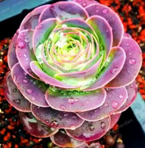 กรีโนเวียชมพู (Pink Greenovia) / 100 เม็ด
