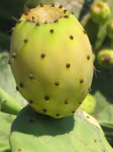 กระบองเพชรทานผล (prickly pear) คละ 3 สี / 20 เม็ด (Malta)
