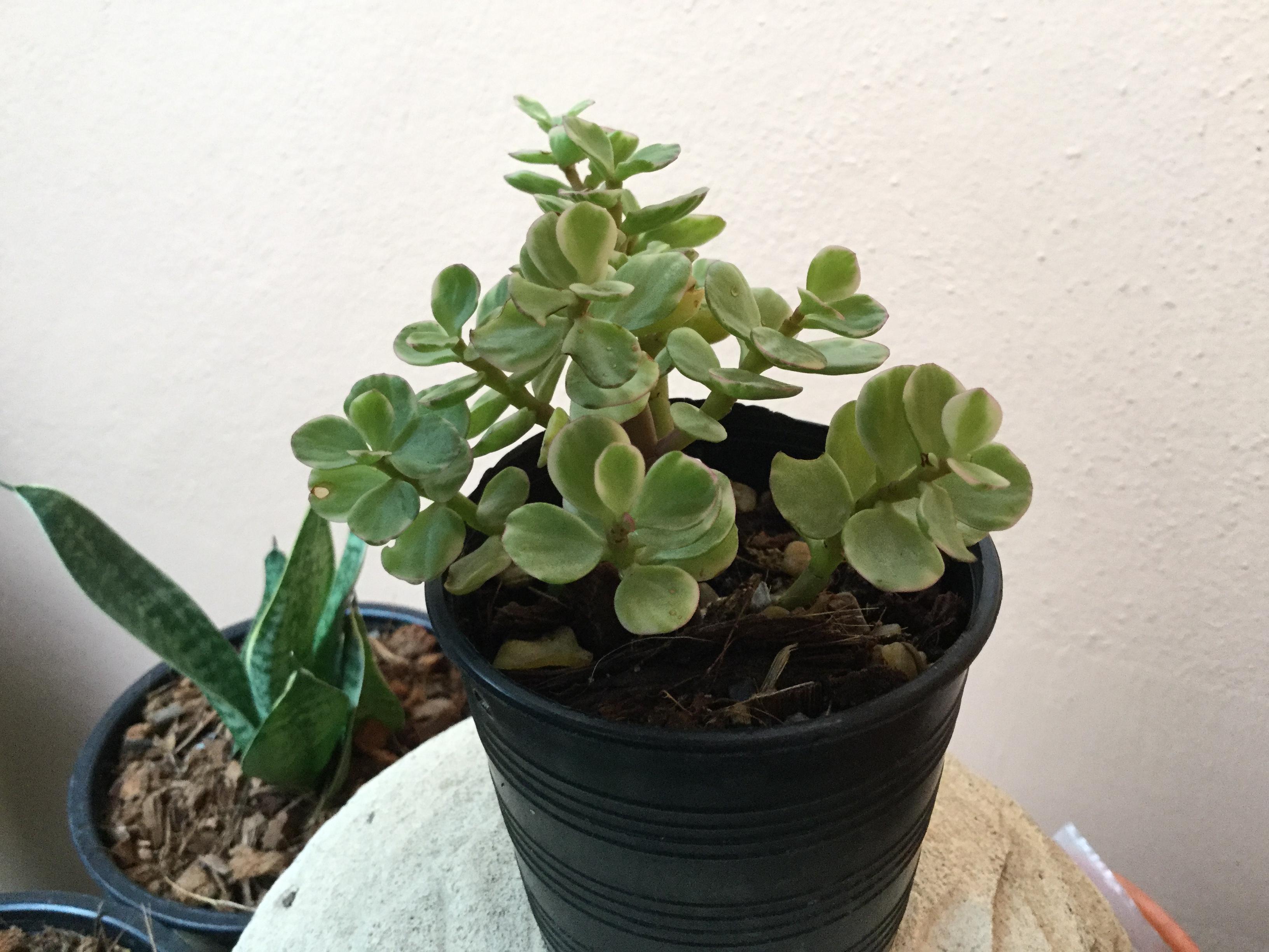 ต้นปะการัง กระถาง 3 นิ้ว / ต้น