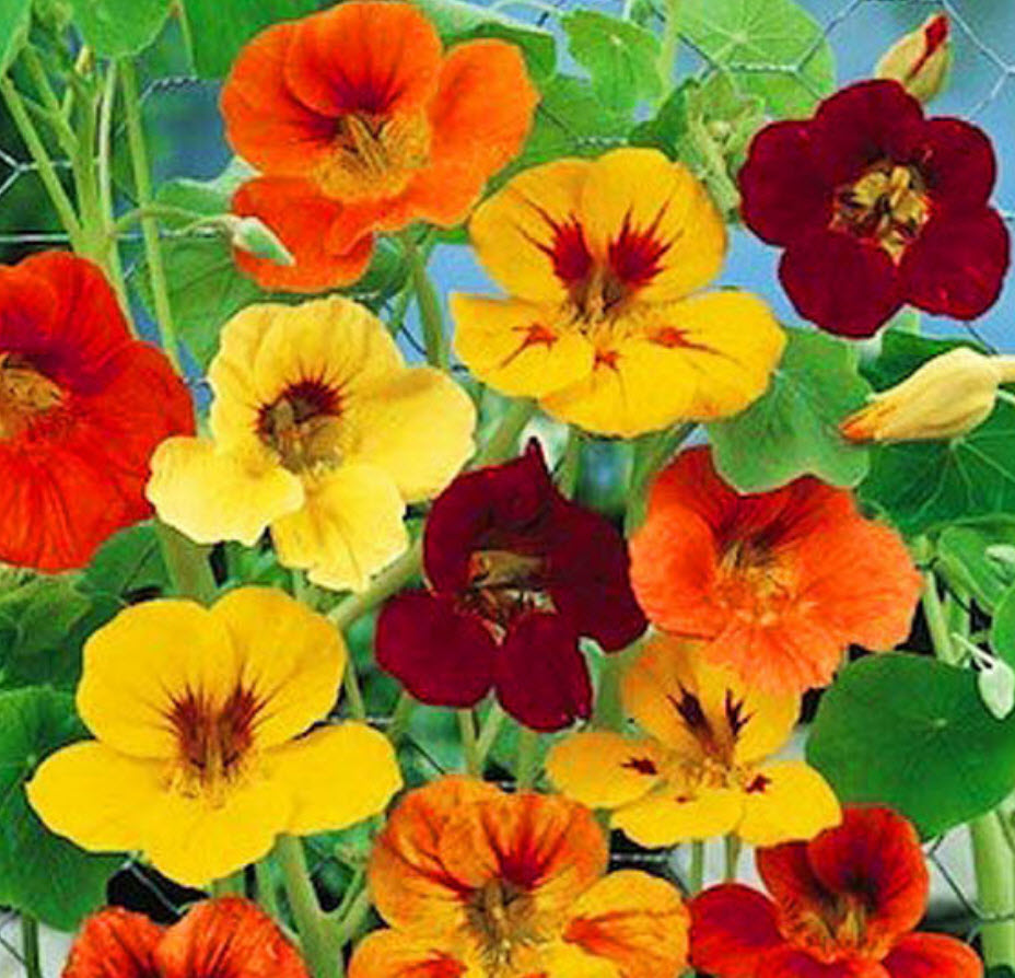 แนสเดอเตียม (Nasturtium Tom Thumb) คละสี / 10 เม็ด (UK)