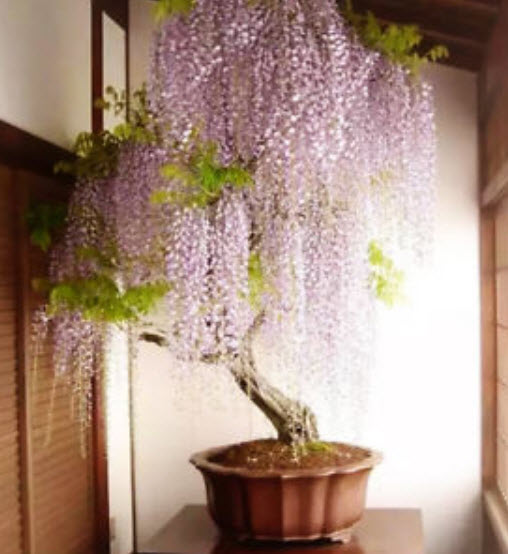 วิสทีเรียบอนไซ (Wisteria bonsai) สีม่วง / 10 เม็ด