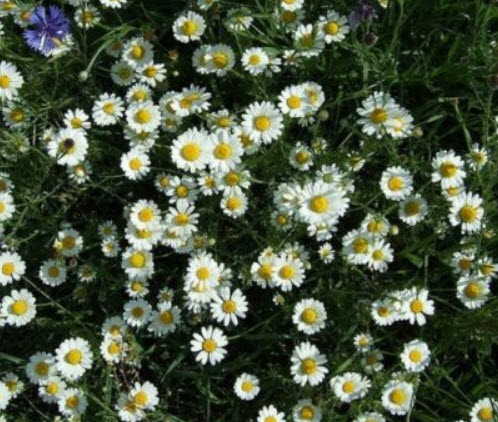 เดซี่เลื้อย (Creeping Daisy) สีขาว / 200 เม็ด (USA)