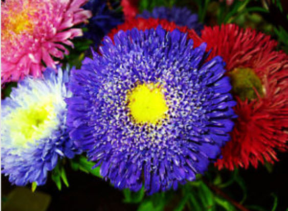 แอสเตอร์ (Aster) คละ / 500 เม็ด