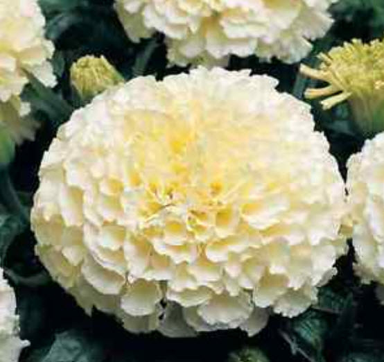 ดาวเรือง สีขาว (White marigold) / 25 เม็ด (นอก)