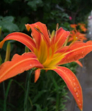 เดย์ลิลี่ (Daylily) สีส้ม / 50 เม็ด (China)