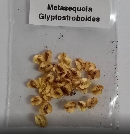 สนเรดวูด (Redwood Dawn / Metasequoia glyptostroboides) / 20 เม็ด (Portugal) *
