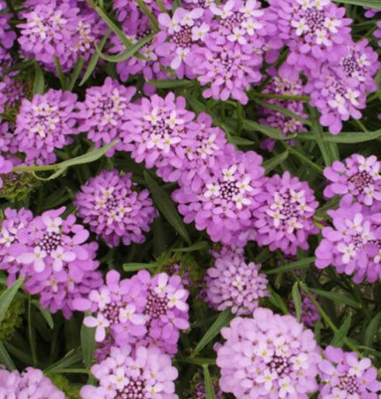 ร็อกเก็ท แคนดี้ทัฟท์ (Rocket Candytuft) คละ / ซอง 50 เม็ด (A138)