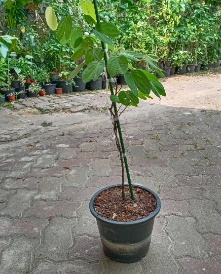 ต้นสร้อยสยาม ชงโคสยาม เสี้ยนแดง กระถาง 10 นิ้ว ไม้เลื้อย