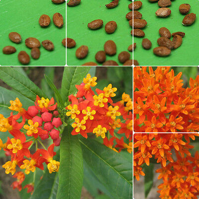 มิลค์หวีด (Milkweed) สีส้ม-เหลือง / 100 เม็ด