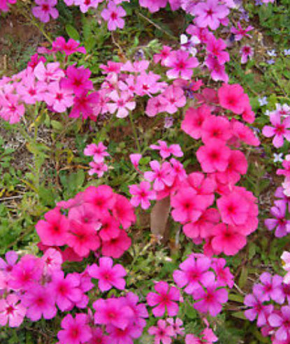 ฟลอกซ์พันธุ์เตี้ย (Flox) คละสี / 500 เม็ด (UK)