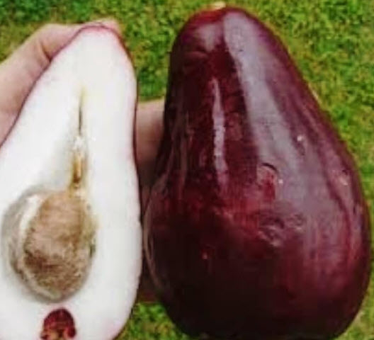 ต้นชมพู่มะเหมี่ยว มะเหมี่ยวดำ จาไมก้า สูง 40-50 ซ.ม.