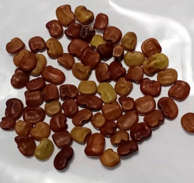 แคแดง แคดอกสีแดง แคดอกแดง / 60 เม็ด สวยน่าปลูก แกงส้มกินได้