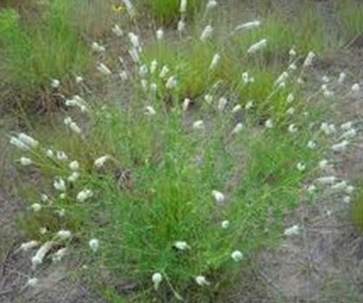 แพรรี่ โคลเวอร์ (Prairie Clover) สีขาว / 500 เม็ด (USA)