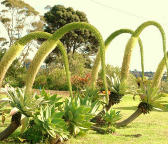 อะกาเว่หางหมาจิ้งจอก (Fox Tail Agave) / 10 เม็ด (Portugal)