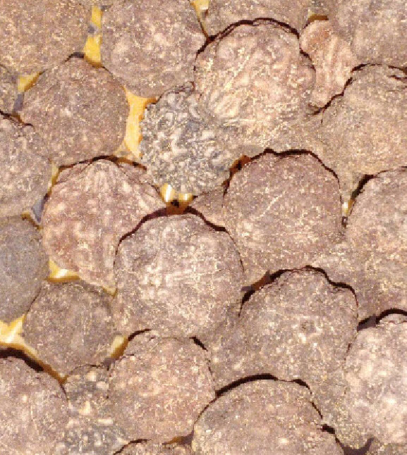 เมล็ดพันธุ์ ต้นน้ำตาพระศิวะ รุทรักษะ จากต้นแม่ในไทย Rudraksha สำหรับเพาะต้นกล้า / 10 เม็ด