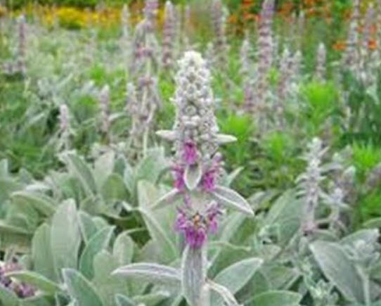 หูแกะ (Lamb's Ear / Stachys Byzantina Lanata) / 50 เม็ด (USA)