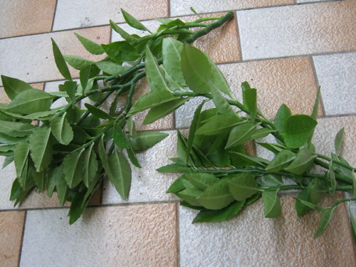 แสยกใบเขียว กิ่งตัดสด (30-40 ซ.ม.) / ท่อน