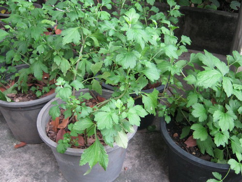 ต้นจิงจูฉ่าย (White mugwort) หรือเซเลอรี่ กระถาง 9 นิ้ว / ต้น