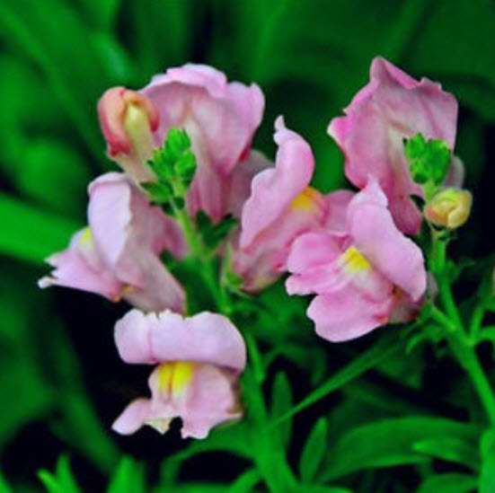 ดอกลิ้นมังกร (Snapdragon) คละ / 100 เม็ด