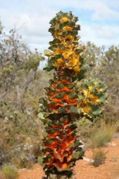 รอยัล ฮาเกีย (Royal Hakea) / เม็ด (Israel)