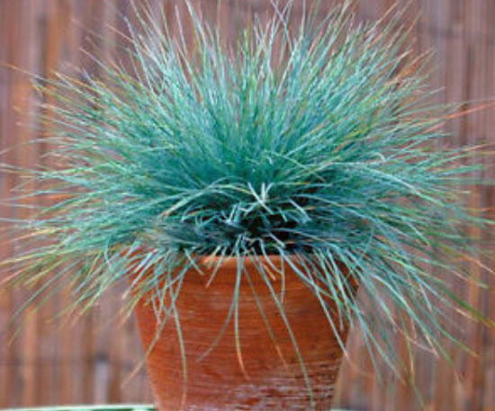 หญ้าฟาง (Fescue) สีฟ้าอ่อน / 300 เม็ด (UK)