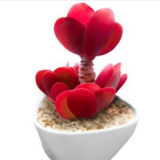 เมล็ดกุหลาบหิน (Kalanchoe) สีแดง "Setting Sun" / 100 เม็ด (นอก)