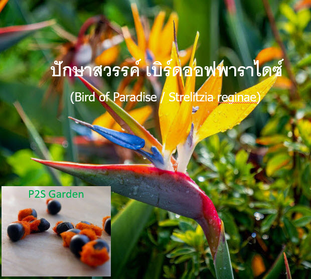 เบิร์ด ปักษาสวรรค์ เบิร์ดออฟพาราไดซ์ Bird of Paradise / 5 เม็ด (UK)