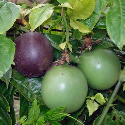เสาวรส (Passion fruit) / 20 เม็ด (นอก)