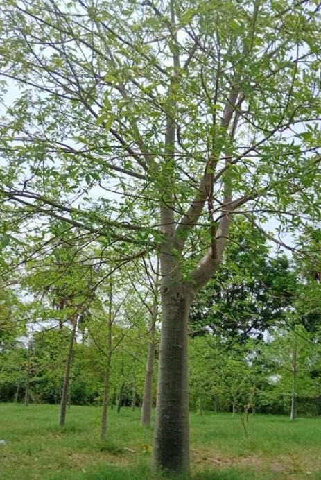 เบาบับ (Baobab) / 10 เม็ด
