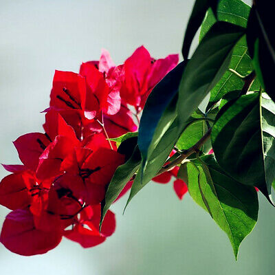 เฟื่องฟ้า (Bougainvillea) สีแดงเข้ม / 20 เม็ด (นอก)