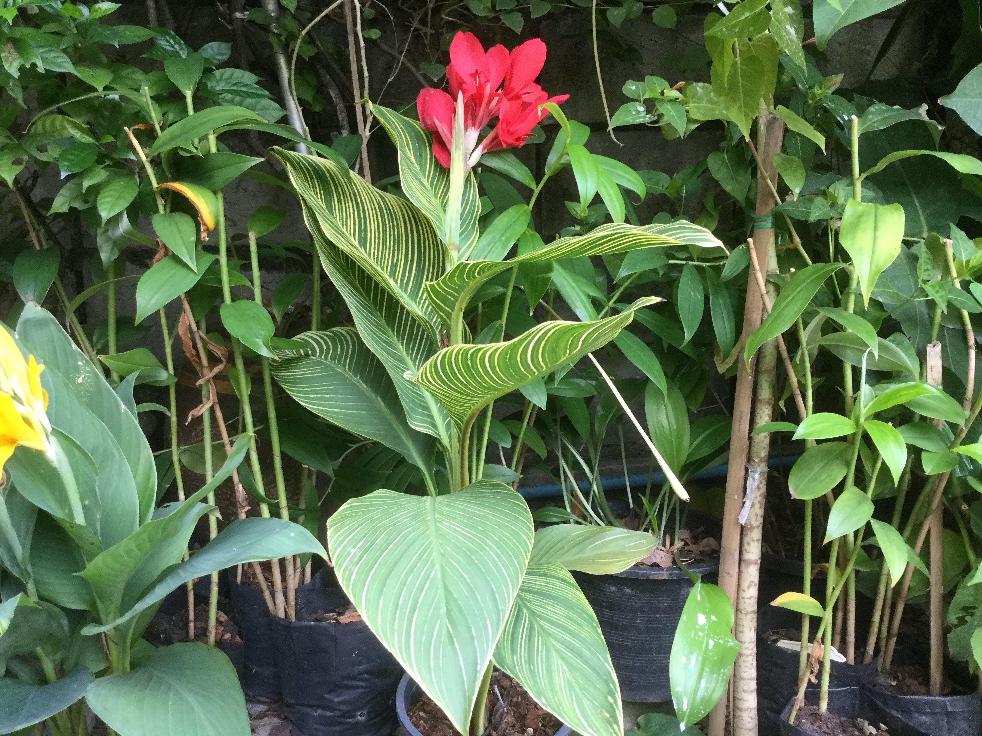 ต้นพุทธรักษาแดง ใบด่าง / ต้น