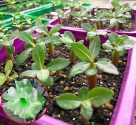 ชวนชม (Adenium) เขียวมะนาว / 2 เม็ด (นอก)