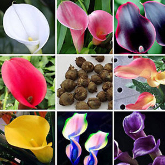 คาลล่า ลิลี่ (Calla Lily) บอนไซ คละ / 100 เม็ด (นอก)