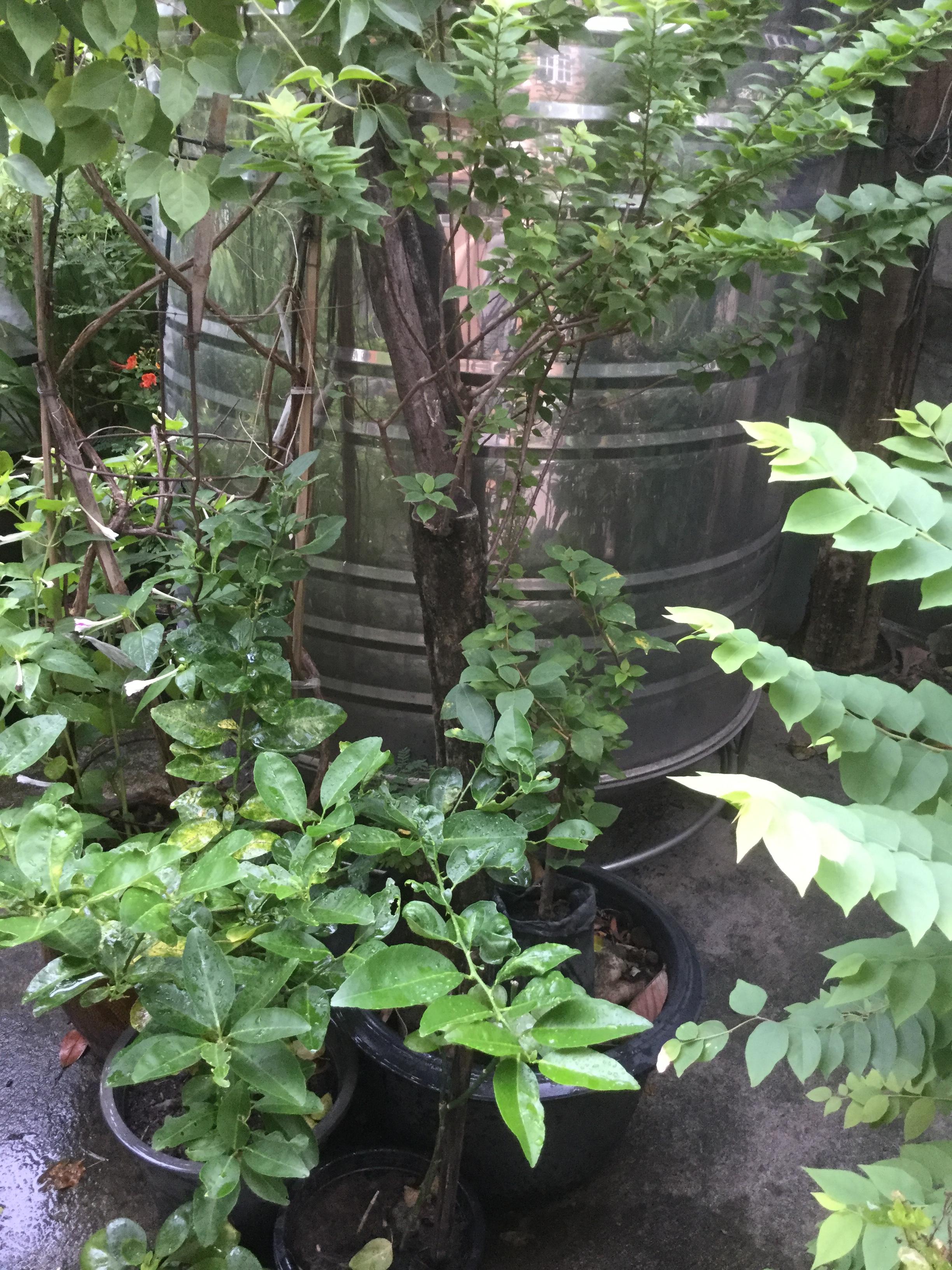 ตอเฟื่องฟ้าสาวิตรี ลำต้น 5-6 นิ้ว (กระถาง) / ต้น