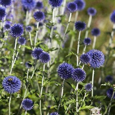 โกลบ ธิสเซิล (Globe Thistle หรือ Echinops Ritro) สีฟ้า / 100 เม็ด (China)