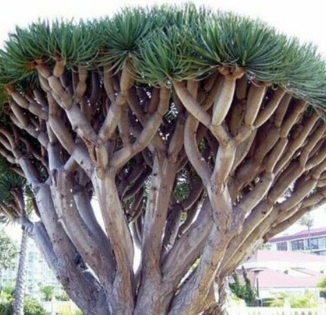 เลือดมังกร (Dragon Blood) / 5 เม็ด (Portugal)*