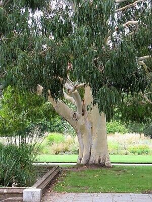 ยูคาลิปตัสขาว (Mountain White Gum) / 400 เม็ด (Portugal)