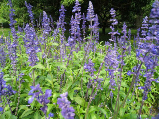 ซัลเวีย (Salvia) / 25 เม็ด (Hungary)