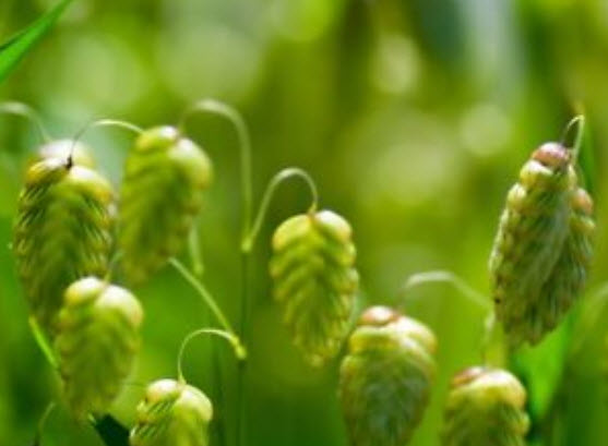 หญ้า Briza maxima / Greater Quaking grass / 250 เม็ด (Poland)
