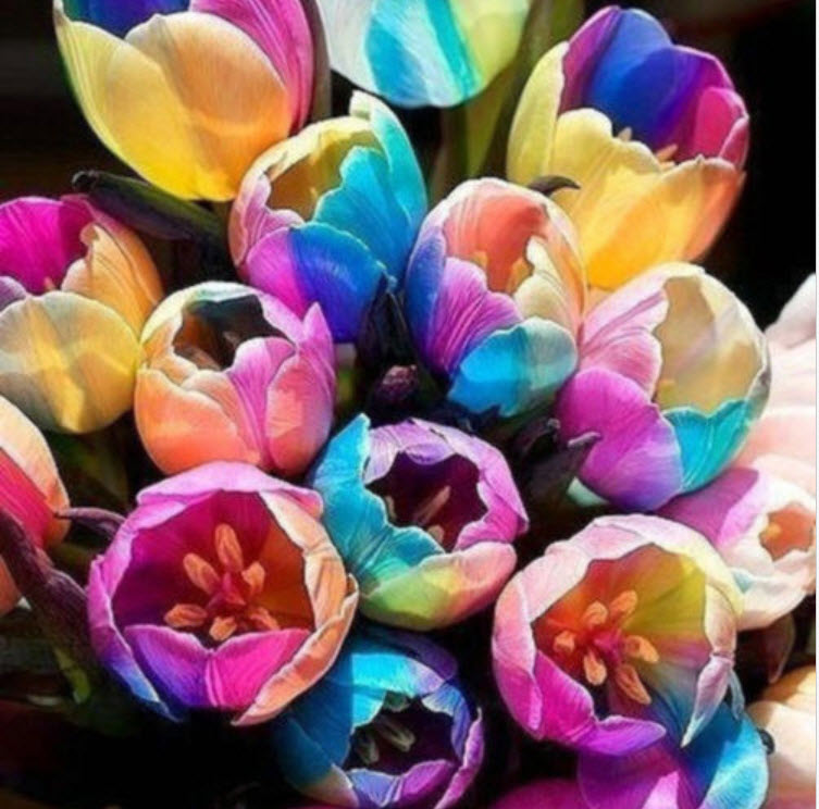 ทิวลิป แฟนซี (Rainbow Tulip) / 100 เม็ด