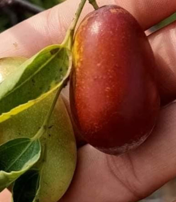 ต้น พุทราแดง (หงจ่าว) พุทราจีนลูกยาว ต้นใหญ่ น่าปลูก สูง 100 ซ.ม.+ ต้นไม้นำเข้า