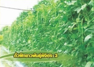 ถั่วฝักยาว พันธุ์พิจิตร 3 / 50 เม็ด