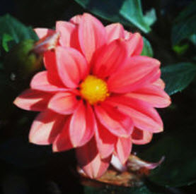 รักเร่ สีชมพู (Pink Dahlia) / 100 เม็ด