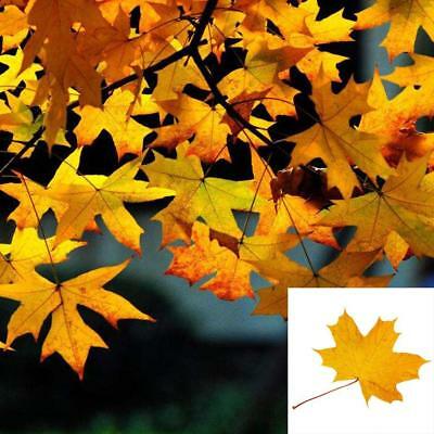 เมเปิ้ล Sugar Maple Syrup หรือ Rock Maple เหลือง / 25 เม็ด