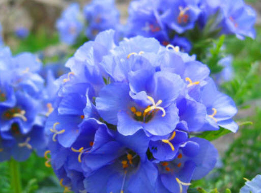 จาค็อบส์ แลดเดอร์ (Jacobs Ladder) สีลาเวนเดอร์ / 300 เม็ด (UK)